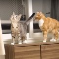 驚きを隠せない！地震に大慌てする猫ちゃん