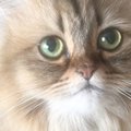 猫を『可愛いちゃん』と呼んでみた結果...まさかの行動が可愛すぎると…