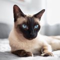 【獣医師監修】シャム猫の平均寿命は何年？長生きのポイントや病気を解説