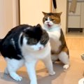 お姉ちゃん猫と仲良くなりたい弟猫が勇気を出して甘えてみたら…キスした瞬…