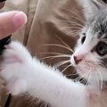 お兄ちゃんのことが大好きで、そばから離れない保護子猫…可愛すぎる『1か…