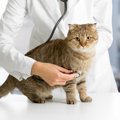 愛猫の健康度を確認しよう！８つのチェック項目