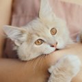 猫の飼い主がよく悩む『噛み癖』対策4つ　噛む理由別に解説！