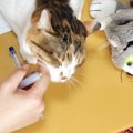 受験勉強中のお姉ちゃん→問題集の上に『猫』がやって来ると…思わず笑…