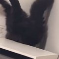ゴム紐に夢中になっている猫を見ていたら…予想もしていなかった『笑撃…