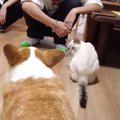 嫉妬深い先住犬の前で新入り猫をチヤホヤしてみた結果→意外な反応に『…