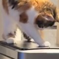 『ゴミ箱が開くことに気づいた猫』を見ていると…『まさかの展開』にほっこ…