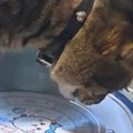 『おやつを食べている2匹の猫』を見たら…あまりにも食べづらそうな『…