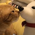 猫が尊敬している人にする行動５つ