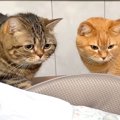 2匹の猫が『赤ちゃんと初めて会った日』…気になって仕方がない様子が尊す…