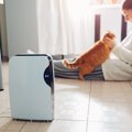 猫に『加湿器』は必要？選ぶ際の注意点５つ