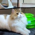 久しぶりの登場！子猫時代のケージで遊ぶ猫くん