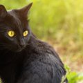 ドイツ語で猫はkatze（カッツェ）ことわざや鳴き声、名前など雑学をご…