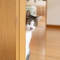 猫に『逃げられてしまう人』がしているNG行動4選　距離を取られる原因や正…