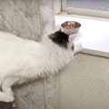 実はおドジ？！聡明そうな猫ちゃんの意外な一面