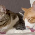 猫2匹の毛づくろいが『完全にシンクロ』した結果→完全一致な光景に1万…