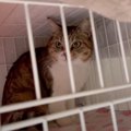 保護猫が見せた驚きの行動…懸命な看病で変化していく様子が愛に溢れて…