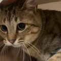 キャットハウスに入っていた2匹の猫→飼い主が近づいたら…浮気がバレた…