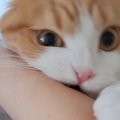 腕に思いっきりじゃれついてきた猫→『ダメだよ』と注意した結果…驚き…