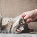 『健康な猫』を見極める方法は？歯や目など、チェックすべき6つのポイント