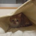 猫ちゃんのズザーッ！あったか寝袋に豪快スライディング！