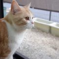 『まだかニャ…』大好きな次女の帰宅に大喜びする猫　反則級の可愛さに…