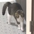 かわいい！スキップをする猫さん♪