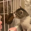 先輩猫さんたちのご飯を羨ましそうに見つめる子猫→次の瞬間…『可愛すぎる…