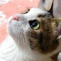 猫が飼い主の『顔色を伺っている時』に見せる４つの行動