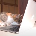 子猫が仕事先にいるパパと『ビデオ通話』した結果…反則級の可愛すぎる…