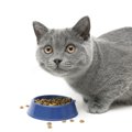 『食べ方がヘタな猫』の原因4つ　うまく食事をサポートしてあげるためのア…