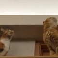 天井にいた蚊を追いかけ始めた猫→『他の猫たち』も続々と集まってきて…圧…