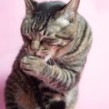 猫が『反省』をしている時に見せる4つの行動　飼い主がするべきアフターケ…