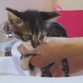 お湯が真っ黒になるほど汚れていた『ノミだらけの子猫』を家族に迎えて５…