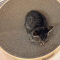 1年前、初めて爪とぎボウルに乗ったときは『こんなに小さかった子猫』…