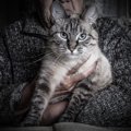 猫を飼いたい人に必要な『責任と覚悟』9つ！人生や環境が変化しても飼…