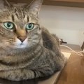 『PCの上にどーん！！』移動する気ゼロの猫ちゃんVS飼い主さん♡