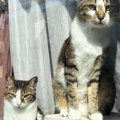 窓の外を眺める2匹の猫→『1時間』も同じ状態で……ほっこりするエピソー…