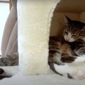 しっぽと足がどーん！キャットタワーのハウスからはみ出た猫ちゃん