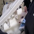 洗濯ばさみ刺さってる！？すごい場所でまったりする猫くん