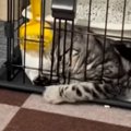 ケージの扉は閉まっているのに、なぜか外にいる子猫…カメラに映っていた『…