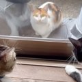 家猫へ恋をした野良の三毛猫→約３年後……思わず涙が出てくる『2匹の現在』…