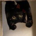 キャットタワーにいる黒猫を見たら…思いもよらない『まさかすぎるポーズ』…