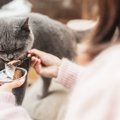 猫の寿命に悪影響を与える『親バカ行為』3選　起こりうるトラブルから適切…