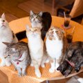 猫の『毛色と性格』は関係している？4つの傾向とそれぞれに最適な接し方