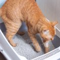 ご飯や布団…猫が『トイレ以外で砂かけ』をする理由4選　もしかしたら…