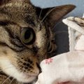 子猫時代に遊んでいた『ハンカチ』を渡してみたら…想像を超える反応に「マ…