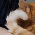 足を伸ばしてくつろいでいたら、猫が『しっぽ』を使って…可愛すぎる行動に…