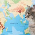 猫が関係している『慣用句やことわざ』5選　国内だけではなく世界にも？さ…