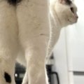 ネコを後ろから撮影→『おしり』を見てみると……『可愛すぎる模様』に１…